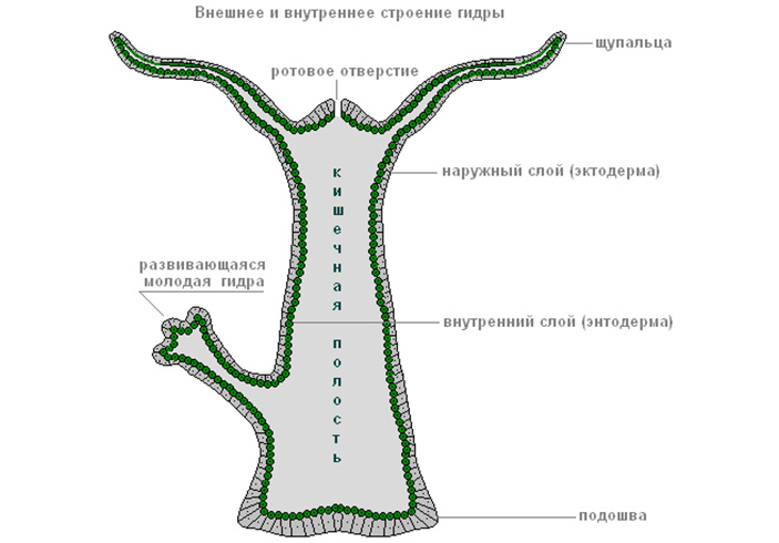 Кракен 17 точка ат